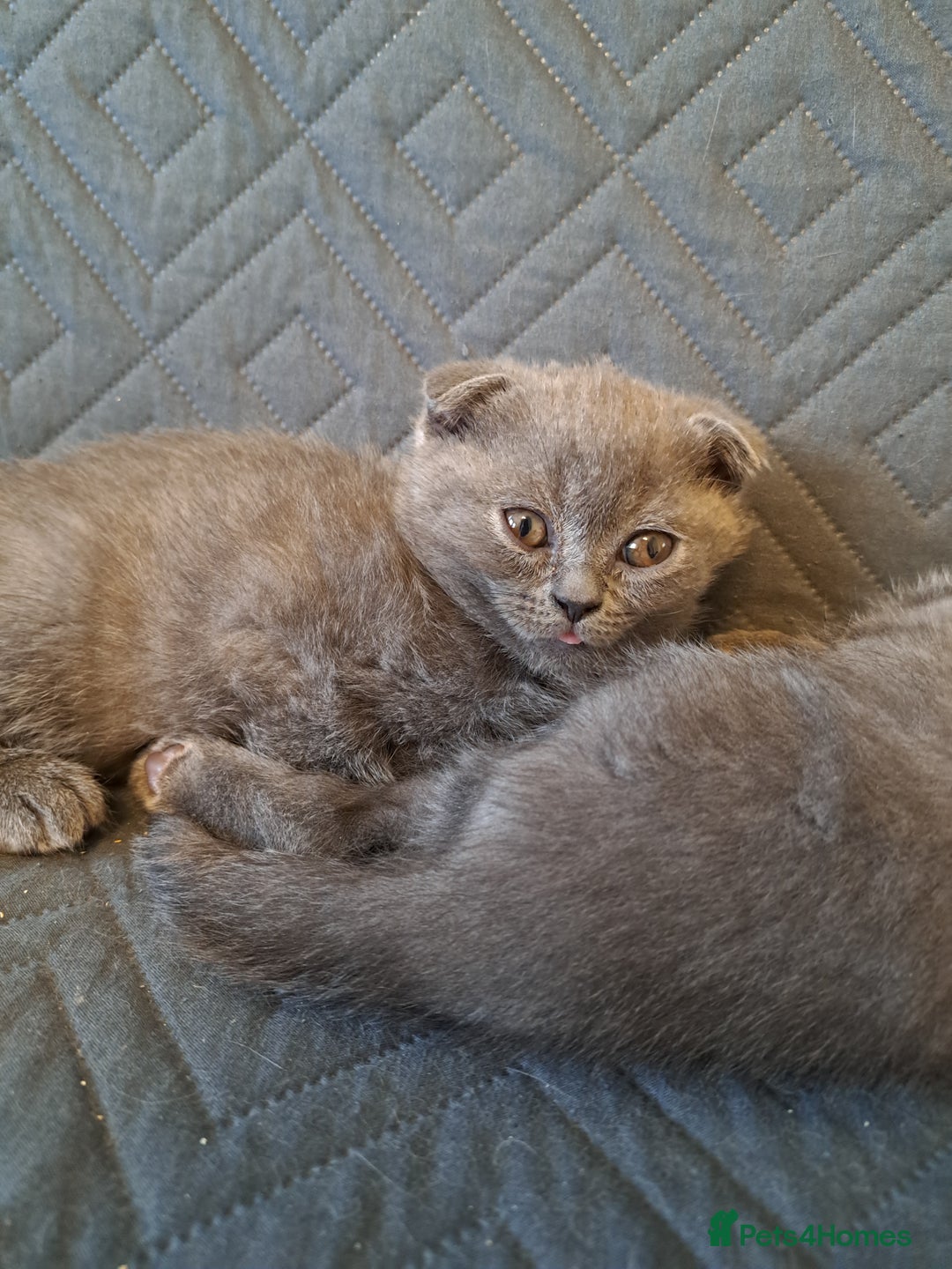 British Shorthair cats for sale: BSH + SFS KITTENS ARE READY TO GO NOW - Advert 4