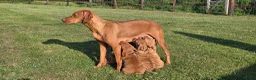Hungarian Vizsla dogs for sale: Stunning KC Registered Hungarian Vizslas - Advert 6