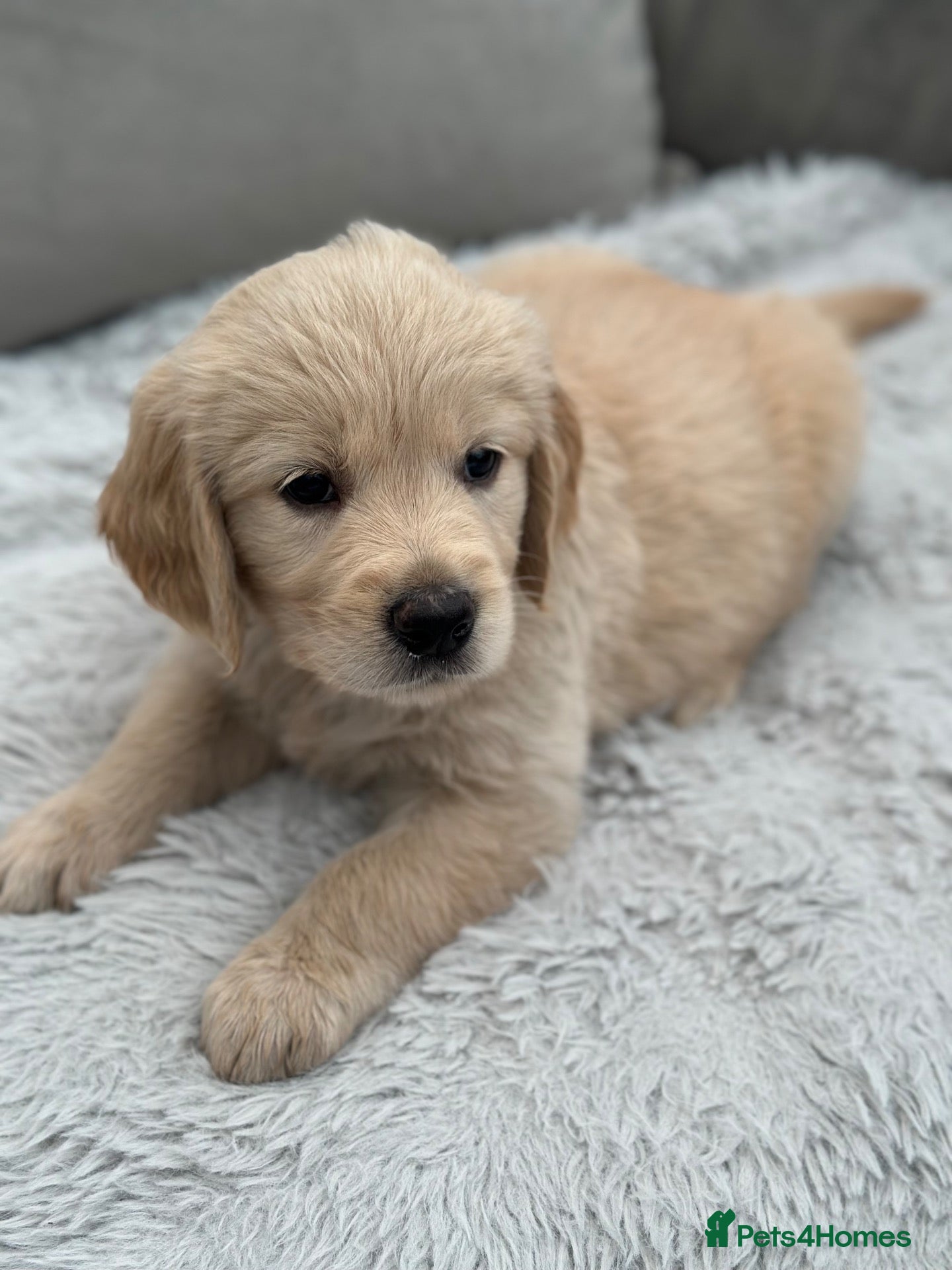 Golden Retriever dogs *Beautiful KC Golden retriever puppies* - Advert 1