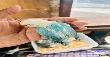 Lovebirds birds - Advert 9