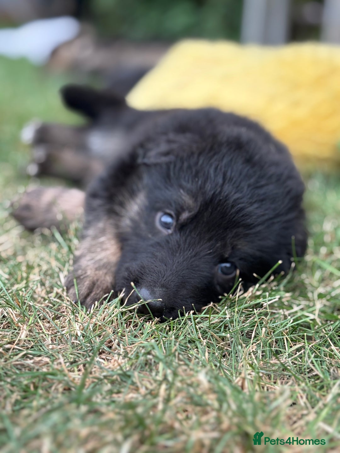 German Shepherd dogs for sale: German shepherd pups  - Image 6