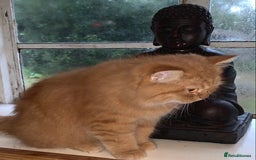 Persian cats for sale: Rare red shaded golden kit - Advert 3