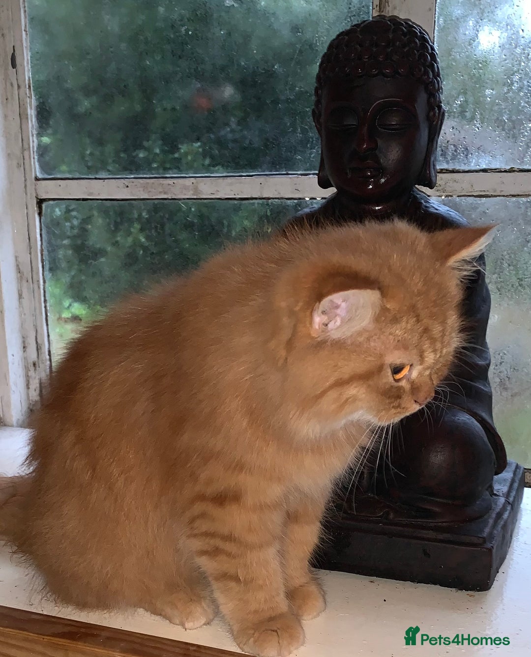 Persian cats for sale: Rare red shaded golden kit - Advert 3