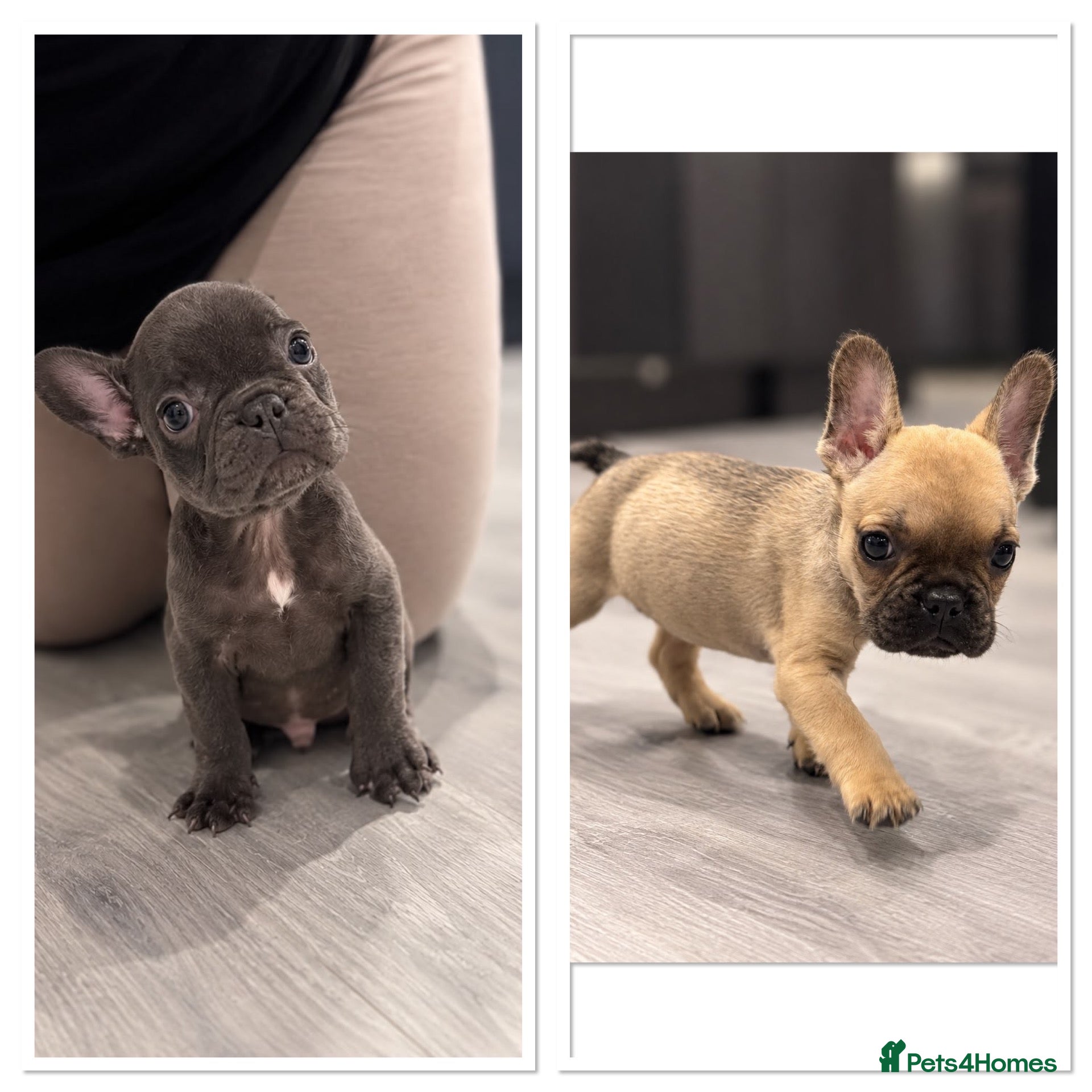 French Bulldog dogs  💕 LAST 2 – BEAUTIFUL GIRL & HANDSOME BOY 💙 - Advert 3