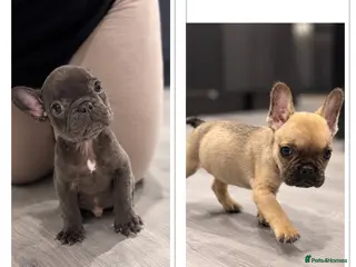French Bulldog dogs 💕 LAST 2 – BEAUTIFUL GIRL & HANDSOME BOY 💙 - Advert 3