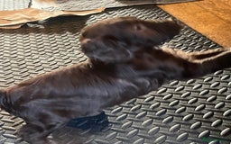 Labradoodle dogs for sale: 🐾Stunning Mini Labradoodle F1b Pups DNA Check🐾  - Image 36