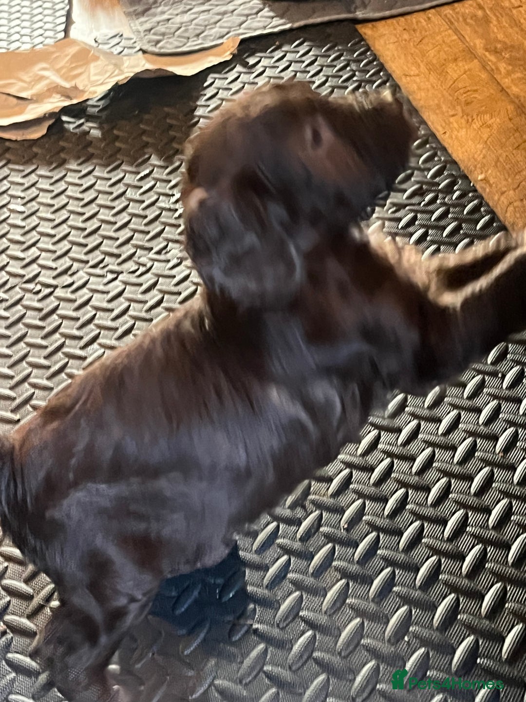 Labradoodle dogs for sale: 🐾Stunning Mini Labradoodle F1b Pups DNA Check🐾  - Image 36
