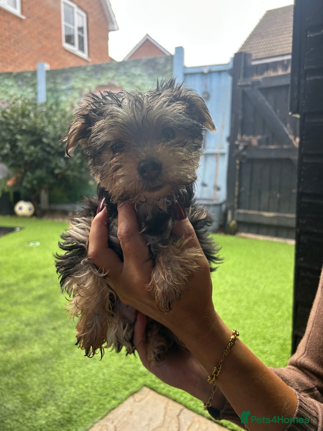 Yorkshire Terrier dogs for sale: Yorkshire terriers 1 boy 3 girls - Image 15