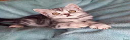 British Shorthair cats for sale: Super GCCF registered kittens  - Advert 12