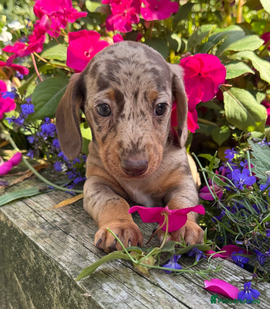 Miniature Dachshund dogs for sale: Exceptional miniature dachshund puppies - Image 3