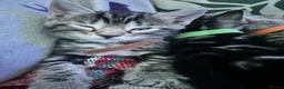 Bengal cats for sale: Mix Bengal kittens for sell in Corby - Advert 18