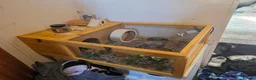 Tortoise reptiles for sale: Spur thighed tortoise - Advert 2