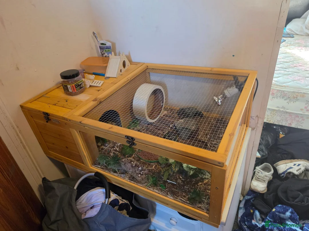 Tortoise reptiles for sale: Spur thighed tortoise - Advert 2
