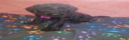 Giant Schnauzer dogs for sale: 2 male Giant schnauzer puppy's remaining  - Advert 5