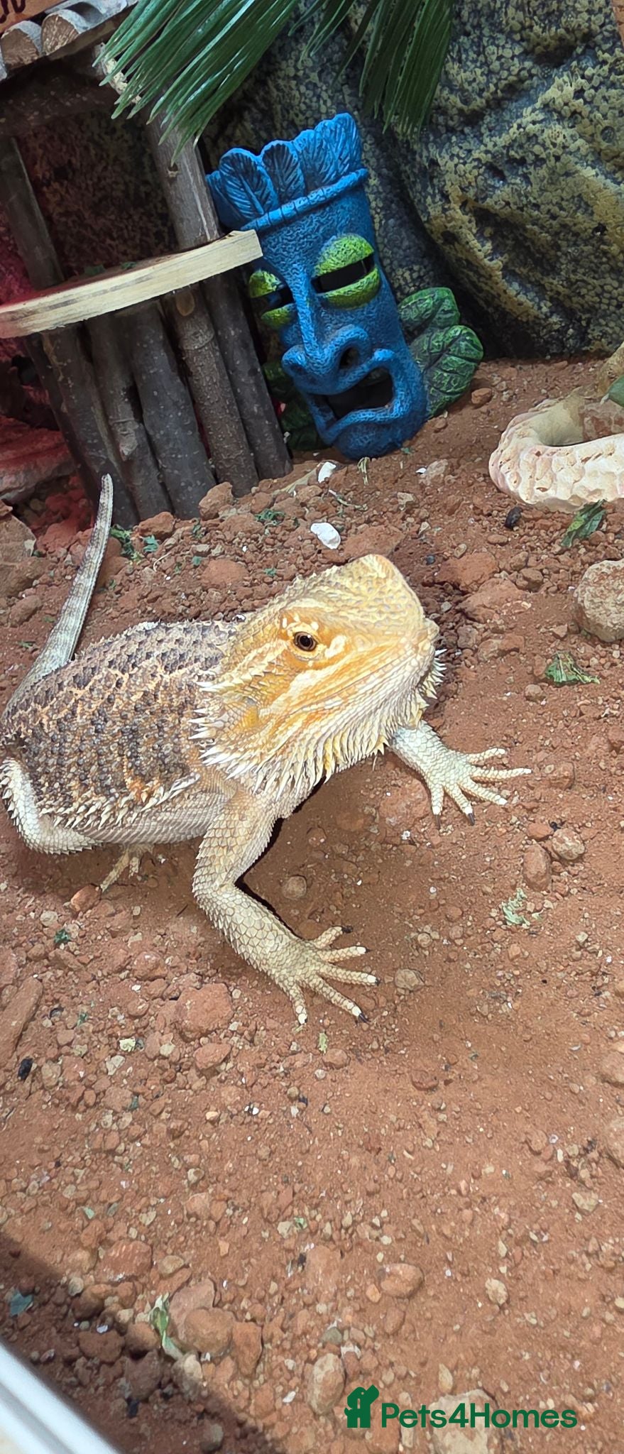 Bearded Dragon reptiles Rehoming of my 1yr old bearded dragon - Advert 1