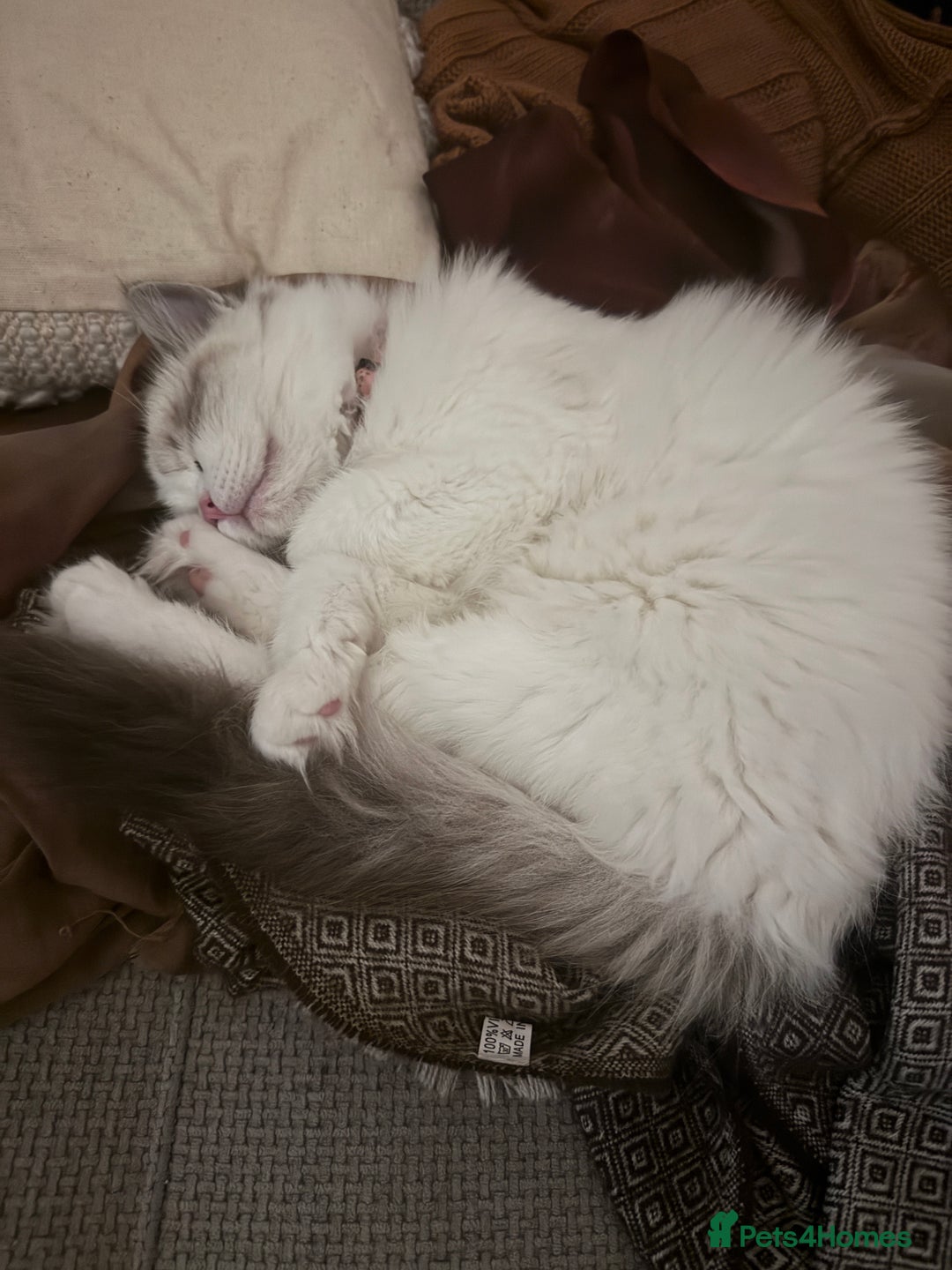 Ragdoll cats for sale: Beautiful ragdoll for sale - Advert 3