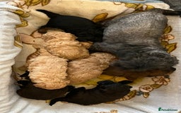 Shihpoo dogs for sale: beautiful shihpoo litter - Image 8