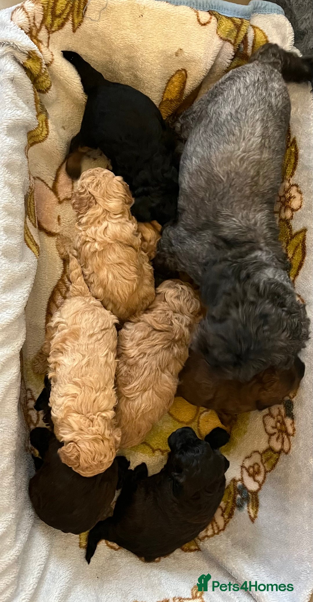 Shihpoo dogs for sale: beautiful shihpoo litter - Image 8