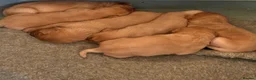 Labrador Retriever dogs for sale: Fox Red Labrador Puppies - Advert 5