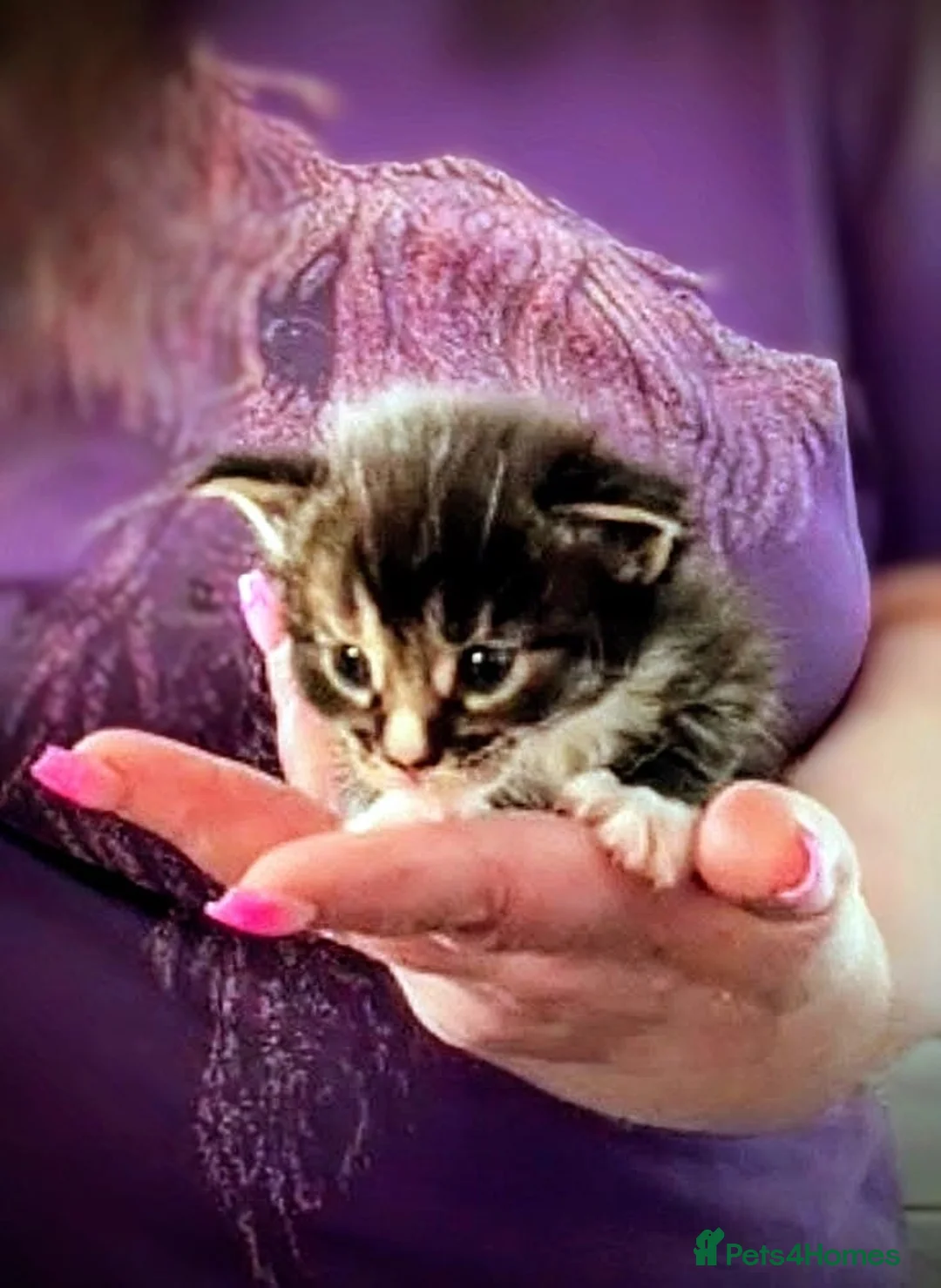 Maine Coon cats for sale: A stunning litter of Maine coon kittens  - Advert 1