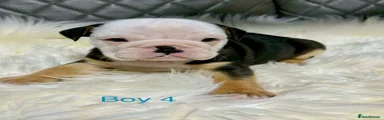 English Bulldog Puppy 4