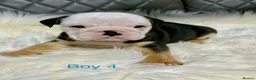 English Bulldog dogs for sale: KC registered English Bulldog Puppies  in Exeter - Advert 5