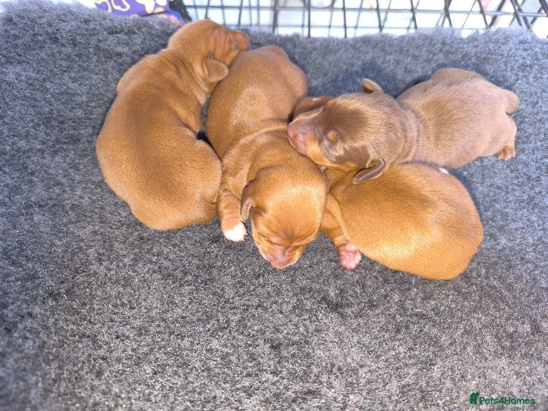 Miniature Dachshund dogs for sale: Superb Miniature KC reg Dachshund puppies - Image 28