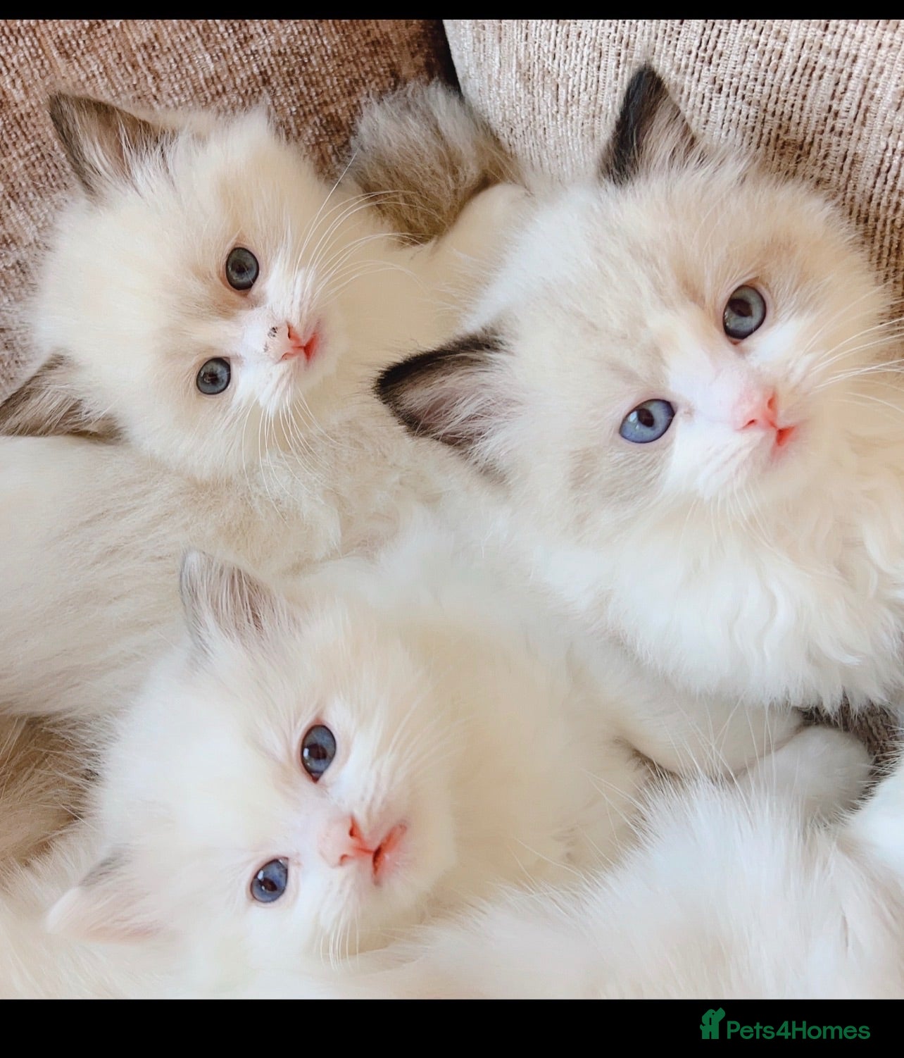 Ragdoll cats Ragdolls  - Advert 1