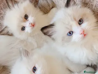 Ragdoll cats Ragdolls - Advert 1
