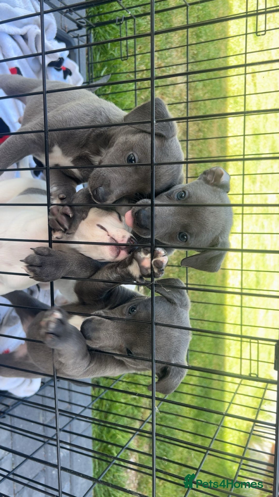 Whippet dogs Stunning kc whippet puppy’s  - Advert 2