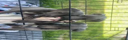 Whippet dogs for sale: Stunning kc whippet puppy’s  - Advert 11