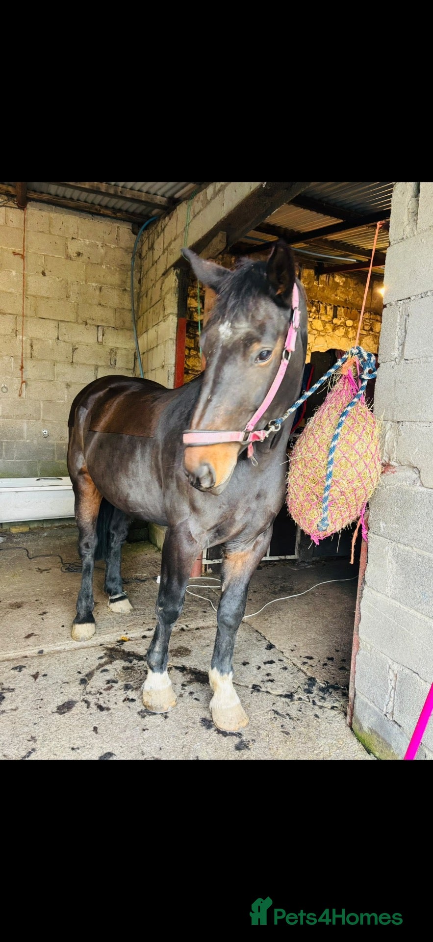Irish Draught horses BEAUTIFULLY BRED ID MARE - PROJECT / BROODMARE - Advert 3