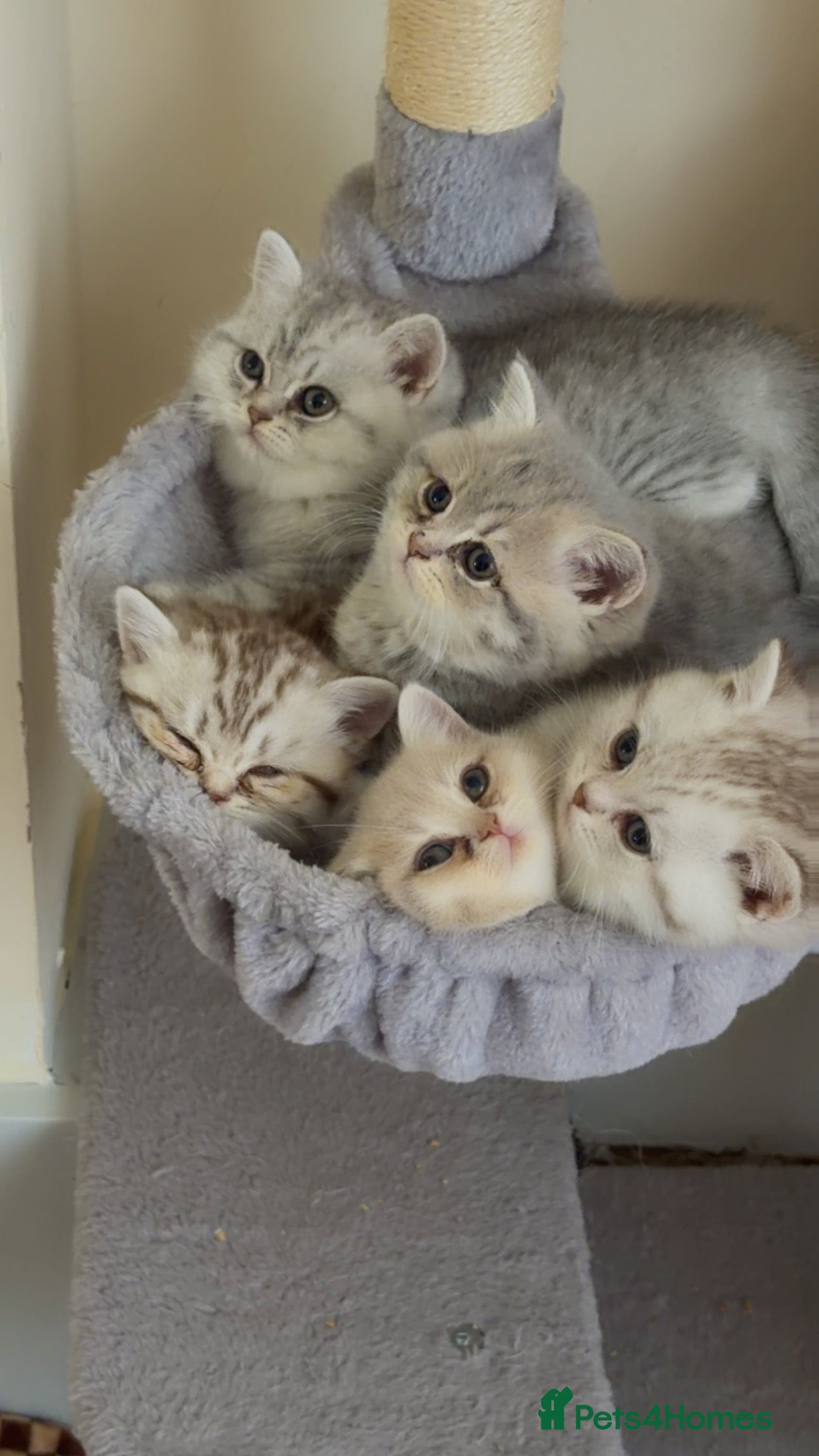 British Shorthair cats Beautiful British shorthair  - Advert 3