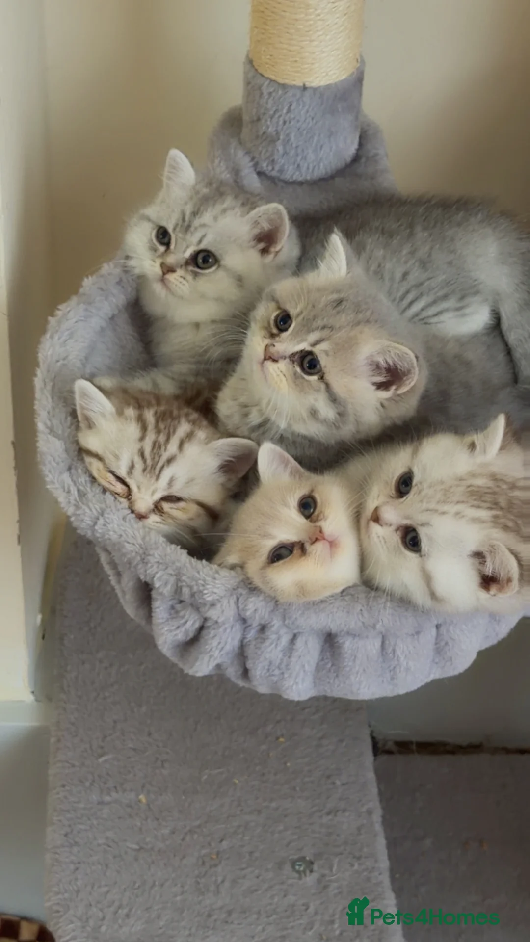 British Shorthair cats for sale: Beautiful British shorthair  - Advert 3