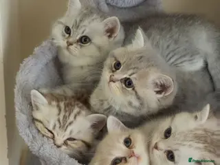 British Shorthair cats Beautiful British shorthair - Advert 3