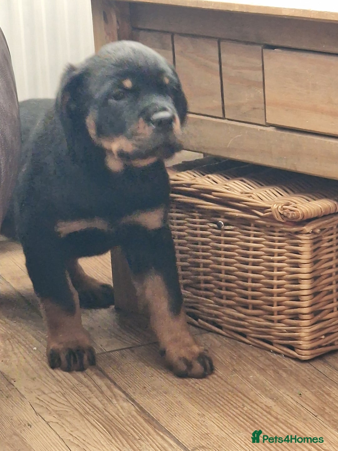 Rottweiler dogs for sale: MASSIVE ROTTWEILER PUPPIES  - Advert 30
