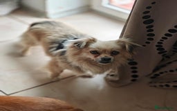 Pekingese dogs for adoption: 💖🐶 ROSA 🐶💖 - Image 5