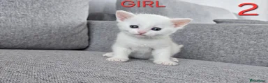 Mixed Breed Kitten 2