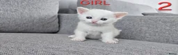 Mixed Breed cats for sale: Adorable kittens - Advert 14
