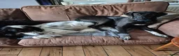 Mixed Breed dogs for adoption: LEBBY - Advert 11