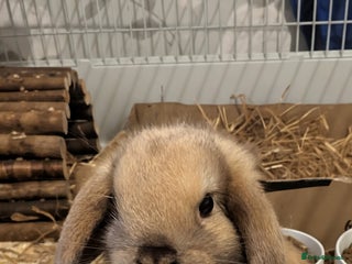 Mini Lop rabbits for sale: 1 LEFT Pure bred mini lops (house rabbits) - Advert 1