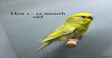 Budgerigars birds - Advert 5