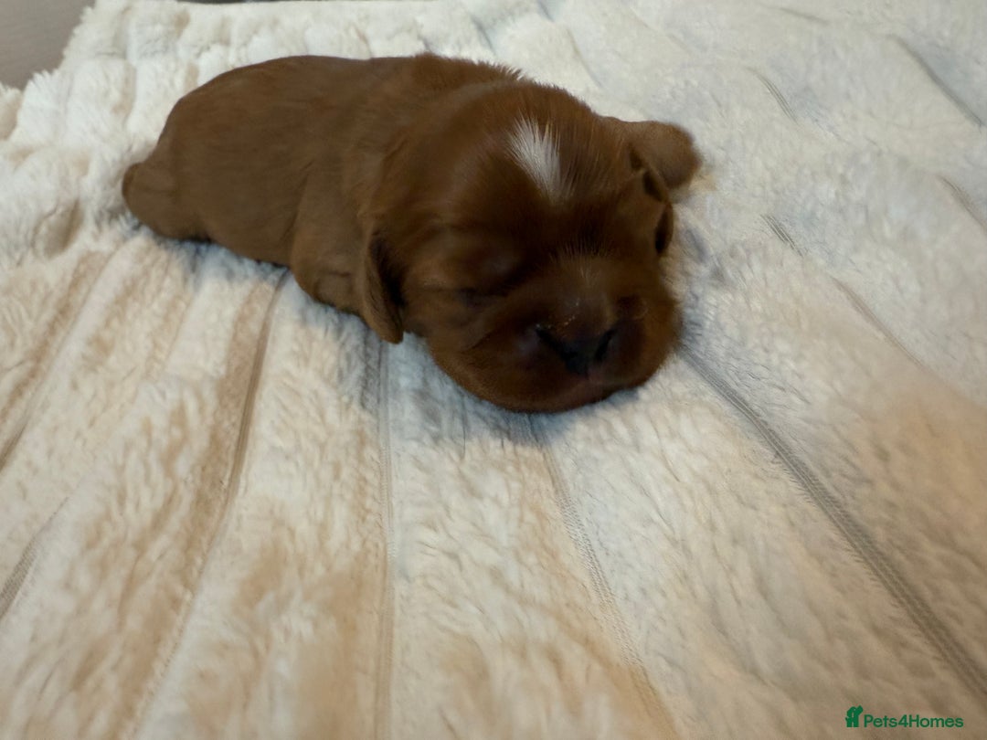 Cavalier King Charles Spaniel dogs for sale: Ruby boys kc cavalier King Charles puppies  - Image 5