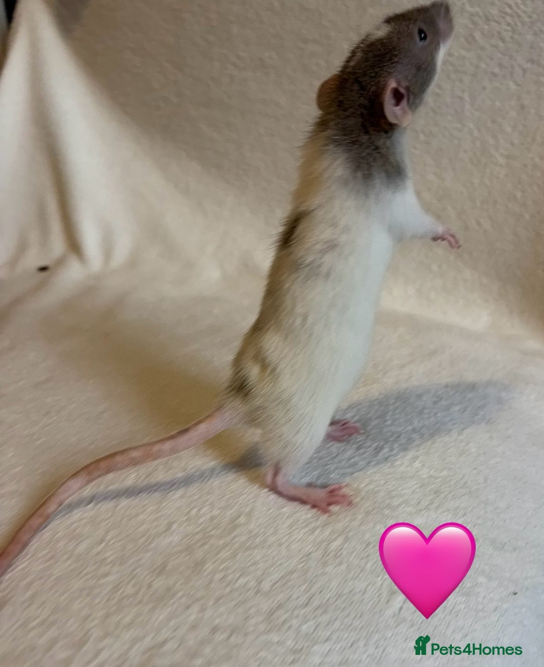 Rat rodents for sale: Baby Dumbo rats for sale - Advert 2