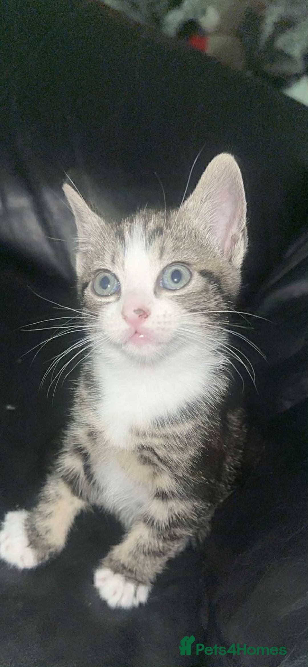 Mixed Breed cats for sale: 3 beautiful female kittens - Advert 5