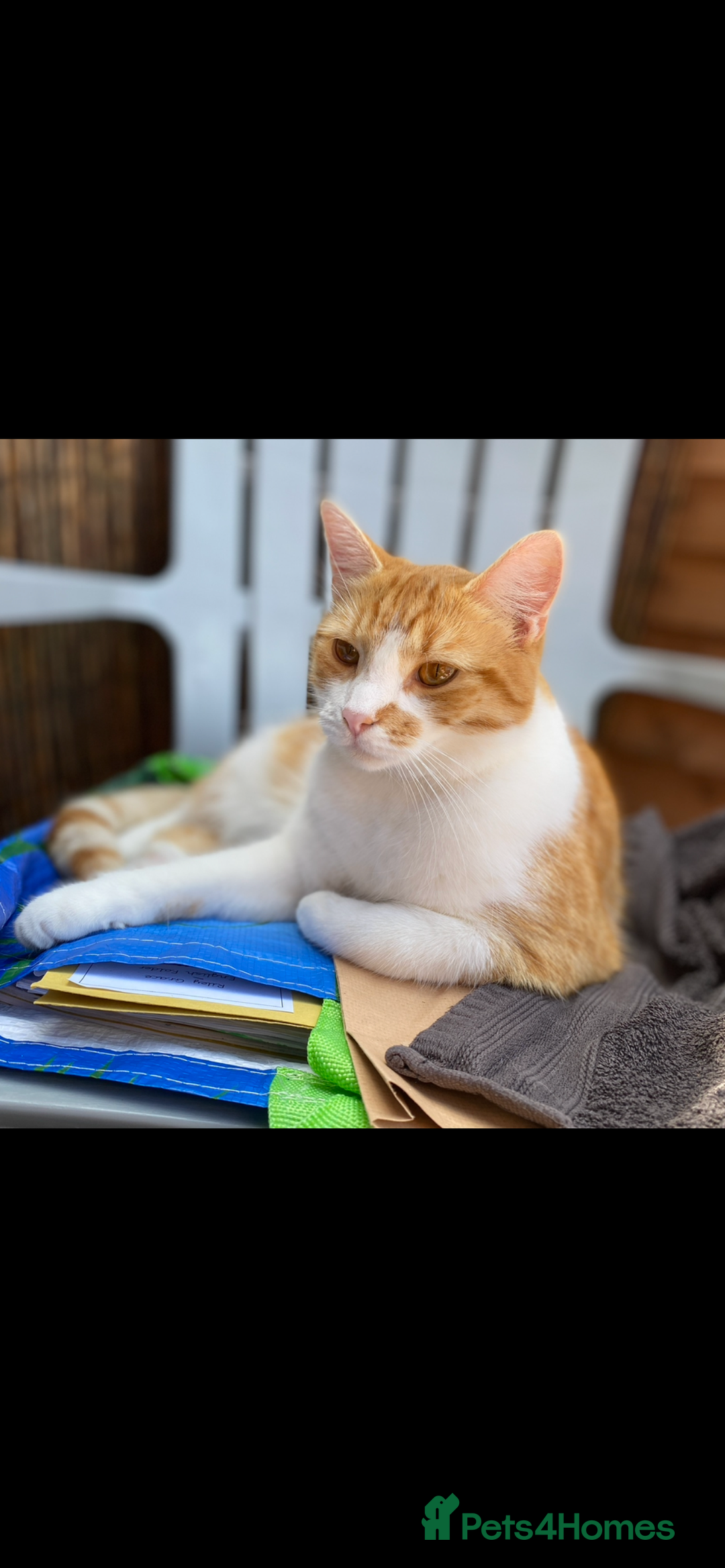 Mixed Breed cats for sale: Stumpy  - Advert 4