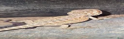 Bearded Dragon reptiles for sale: Bearded dragons - Advert 4