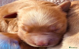 Golden Retriever dogs for sale: Deep Fox Red Golden Retriever Puppies  - Image 9