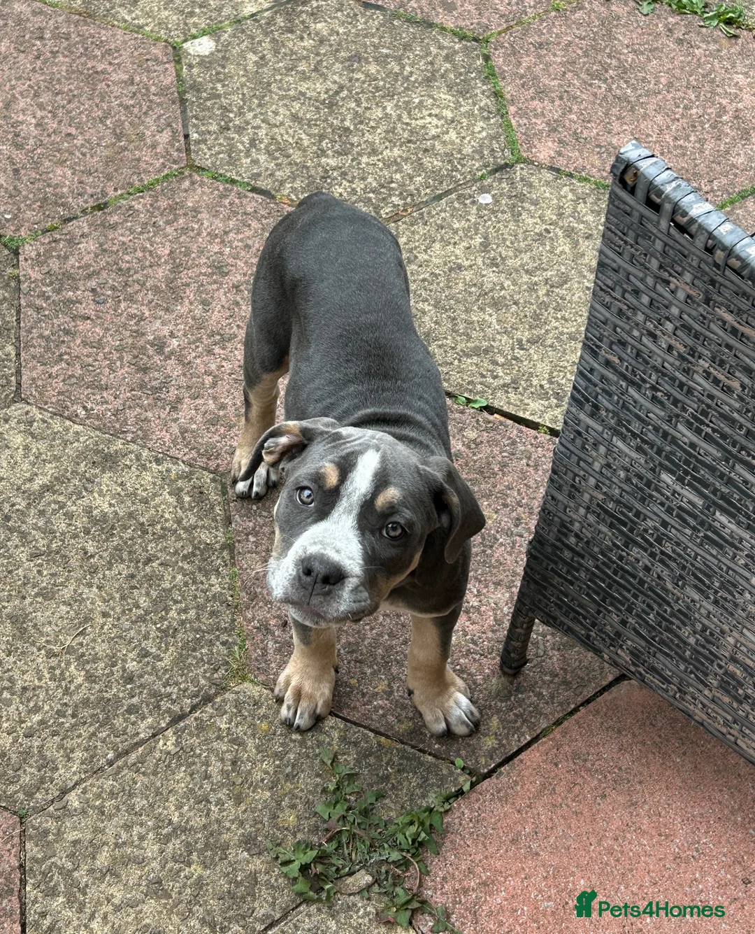 Mixed Breed dogs for sale: Bulldog puppies 3 month old  in Wigan - Advert 4