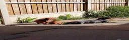 Miniature Dachshund dogs for sale: Male and female miniature dachshund  in Bedworth - Advert 4